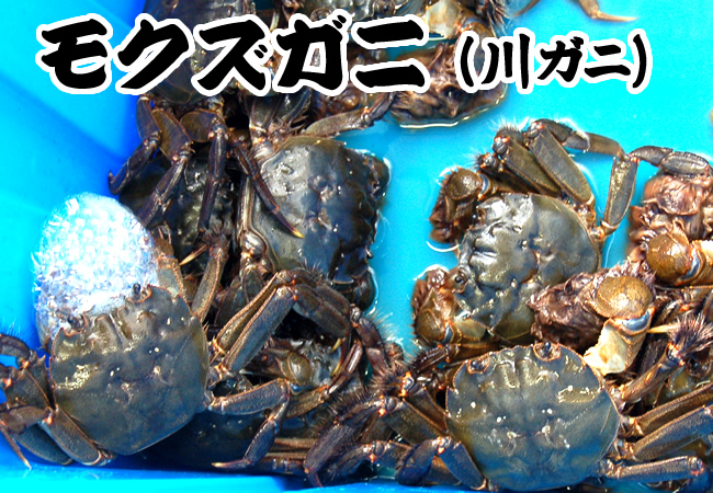 天然 モクズガニ（活生）オス・メス混ざり 1ｋｇ（5-10匹前後）大小混ざり - 毎日漁港へ目利き一筋！かにの山米：とっとり市（いち）-  20世紀梨・松葉ガニ・鳥取市の特産品通販