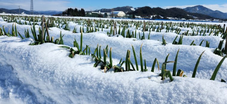 極寒越冬白ねぎとは