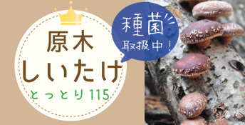 きのこの原木栽培は鳥取のしいたけ菌115がイチオシ！