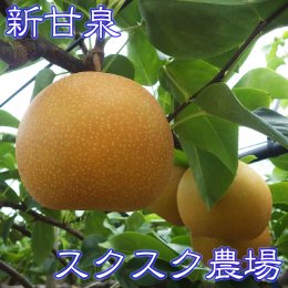 スクスク農場の梨 新甘泉(しんかんせん) 鳥取県の新品種です