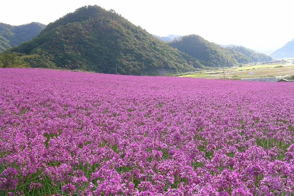 満開のらっきょう畑の写真